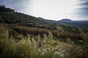 Blick in die Weinberge